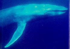 PLEASE DON'T LET THE BLUE WHALE PERISH!