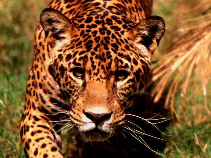 jaguar