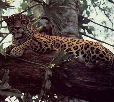 jaguar in tree