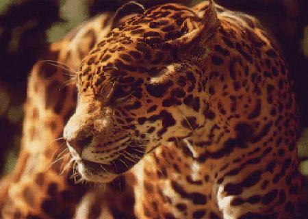 jaguar face