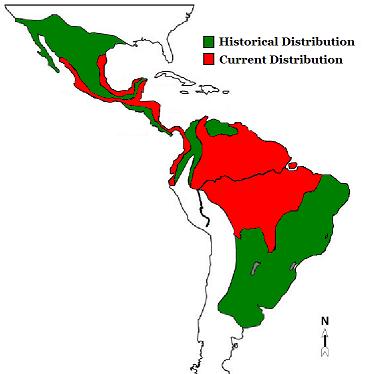 Map of jaguar distribution