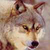 Wolf Close-Up