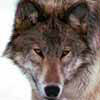 Wolf Close-Up2