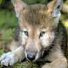 Wolf Cub