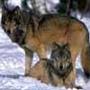 Wolf Pair