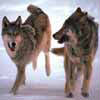 Wolf Pair Running