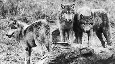 gray wolves