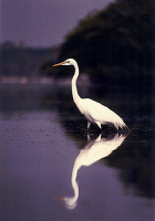 Great Egret