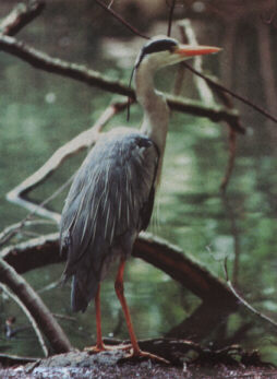 Graureiher (Ardea cinerea) - Foto: J. Plass