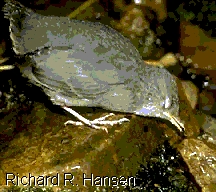 American Dipper (Cinclus mexicanus)