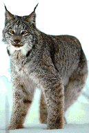 Lynx (Lynx lynx)