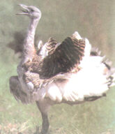 Great Bustard, Grosstrappe (Otis tarda)