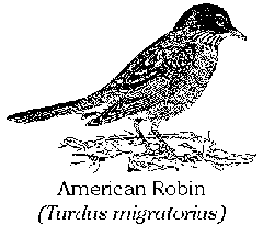 American Robin (Turdus migratorius)