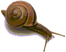 Snail