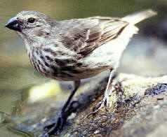 Vegetarian Finch, Galapagos Islands, Frans Lanting/Photo Researchers, Inc., Microsoft(R) Encarta(R) 98 Encyclopedia, (c) 1993-1997 Microsoft Corporation.