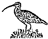 Curlew (Logo WWF Upper Austria)