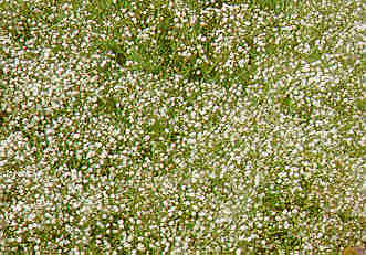 Baby's Breath