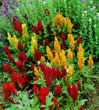 Celosia