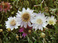 African Daisy