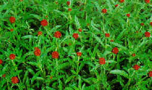 Globe Amaranth