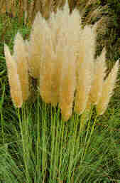 Pampas Grass