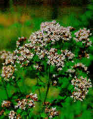 Marjoram