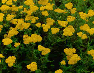 Yarrow