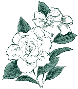 gardenias