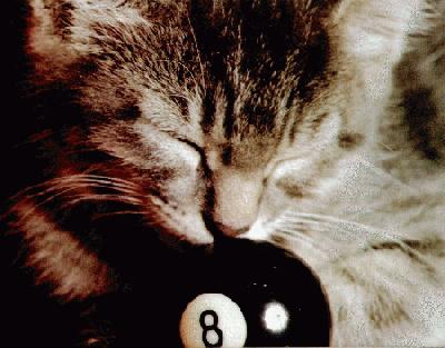 cat sniffing 8 ball