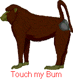 baboon with touch my bum written under it