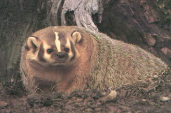 snarling badger