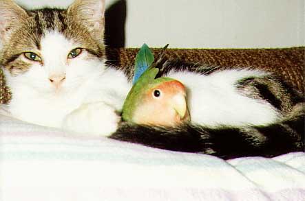 cat sleeping with parrot