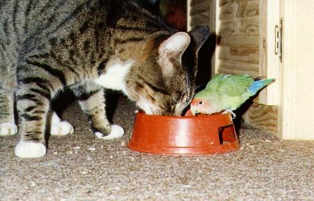 cat and parrot eating