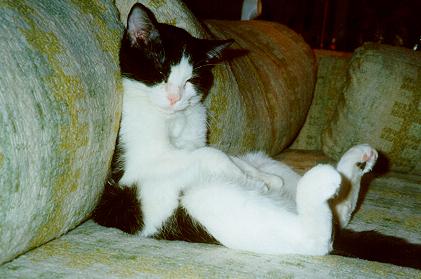 cat slouched on couch