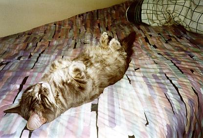 cat sleeping with legs in air