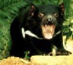 tasmanian devil