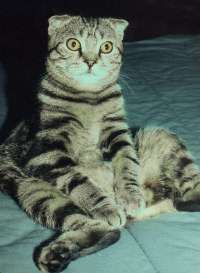 tabby fold cat sitting on his haunches