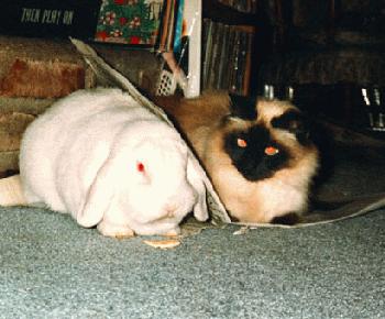 cat and rabbit sitting together