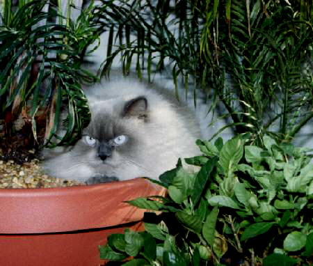 cat scowling from under a bush