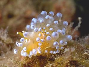 white, bubbly seaslug