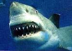 great white shark