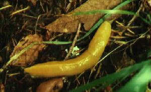 banana slug