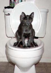 cat using flush toilet