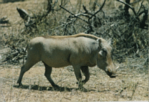 warthog