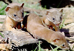 weasels