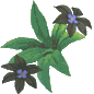 flower1.gif (2346 bytes)