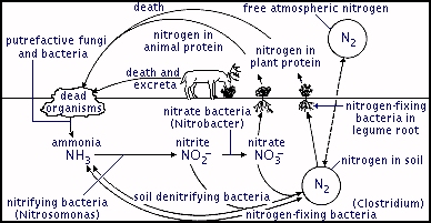 Nitrogen