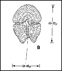 Gymnodinium sanguimium