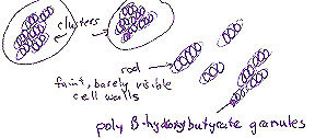 Gram Stain