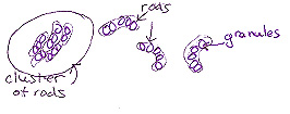 Gram Stain